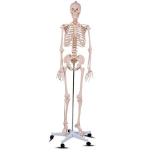 Timelesstools Anatómiai csontváz modell állvánnyal