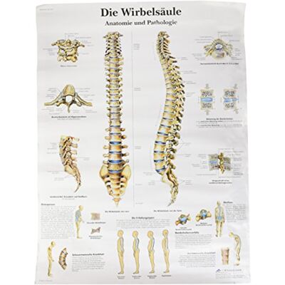 3B Scientific emberi gerinc oktatóposzter - oktatóposzter 3B Scientific emberi gerinc oktatóposzter - oktatóposzter