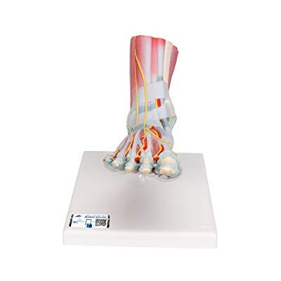 3B Scientific M34/1 Skelettmodell des Fuß mit Bändern und Muskeln + kostenloser Anatomie-Software 3B Smart Anatomy 3B Scientific M34/1 Skelettmodell des Fuß mit Bändern und Muskeln + kostenloser Anatomie-Software 3B Smart Anatomy