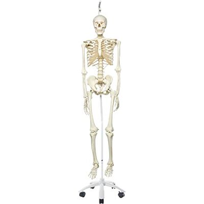 3B Scientific Anatomie Skelettmodell „Stan“ – klassisch, auf Hängeständer A10/1 – 3B Smart Anatomy 3B Scientific Anatomie Skelettmodell „Stan“ – klassisch, auf Hängeständer A10/1 – 3B Smart Anatomy