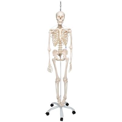 3B Scientific Menschliche Anatomie Skelett Feldi -Das funktionelle Skelett an Metallhängestativ -Lebensgroß, inkl kostenlose Anatomie App -A15/3S als Lernmodell oder Lehrmittel -3B Smart Anatomy 3B Scientific Menschliche Anatomie Skelett Feldi -Das funktionelle Skelett an Metallhängestativ -Lebensgroß, inkl kostenlose Anatomie App -A15/3S als Lernmodell oder Lehrmittel -3B Smart Anatomy