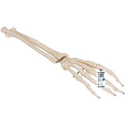 3B Scientific Menschliche Anatomie Handskelett mit Unterarm, auf Draht gezogen + kostenlose Anatomie App 3B Smart Anatomy, A41 3B Scientific Menschliche Anatomie Handskelett mit Unterarm, auf Draht gezogen + kostenlose Anatomie App 3B Smart Anatomy, A41
