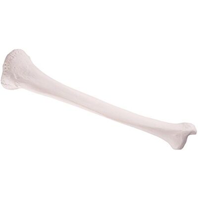 3B Scientific A35/3 Schienbein-Modell + kostenlose Anatomie App 3B Smart Anatomy 3B Scientific A35/3 Schienbein-Modell + kostenlose Anatomie App 3B Smart Anatomy