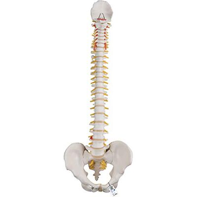 3B Scientific ® Flexibles Wirbelsäulenmodell – Lebensgroße Wirbelsäule mit Bandscheibenvorfall, Spinalnerven/Arterie, Becken + 3B Smart Anatomy App Zugang 3B Scientific ® Flexibles Wirbelsäulenmodell – Lebensgroße Wirbelsäule mit Bandscheibenvorfall, Spinalnerven/Arterie, Becken + 3B Smart Anatomy App Zugang