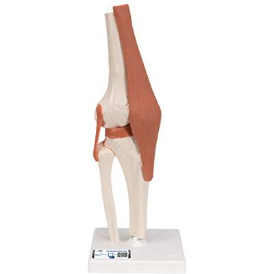3B Scientific 3B Smart Anatomy A82 Kniegelenk, inkl. anatomischer Software (evtl. nicht in deutscher Sprache) 3B Scientific 3B Smart Anatomy A82 Kniegelenk, inkl. anatomischer Software (evtl. nicht in deutscher Sprache)