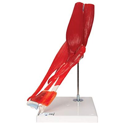 3B Scientific ® Ellbogengelenkmodell – 8-teiliges lebensgroßes Ellenbogenmodell mit 7 abnehmbaren Muskeln für Anatomieunterricht + 3B Smart Anatomy App 3B Scientific ® Ellbogengelenkmodell – 8-teiliges lebensgroßes Ellenbogenmodell mit 7 abnehmbaren Muskeln für Anatomieunterricht + 3B Smart Anatomy App