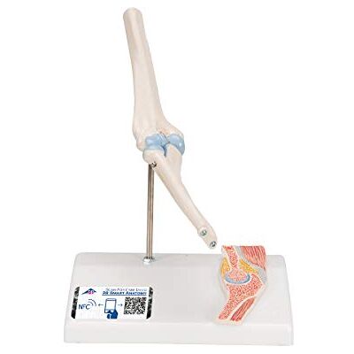 3B Scientific Menschliche Anatomie Mini-Ellenbogengelenk mit Querschnitt + kostenlose Anatomie App 3B Smart Anatomy 3B Scientific Menschliche Anatomie Mini-Ellenbogengelenk mit Querschnitt + kostenlose Anatomie App 3B Smart Anatomy