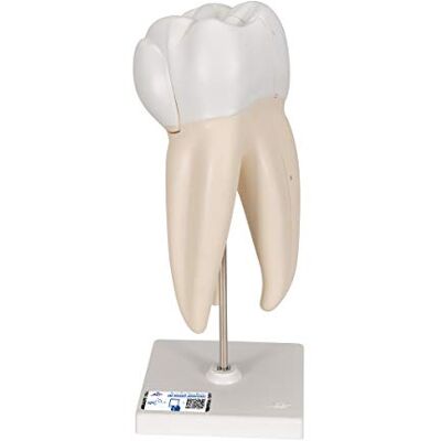 3B Scientific Menschliche Anatomie Modell Oberer dreiwurzeliger Molar + kostenlose Anatomie App 3B Smart Anatomy 3B Scientific Menschliche Anatomie Modell Oberer dreiwurzeliger Molar + kostenlose Anatomie App 3B Smart Anatomy