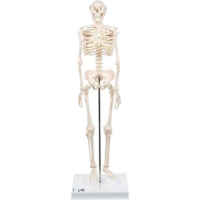 3B Scientific kleines Menschenskelett, Modell „Shorty“, Becken montiert auf einem Sockel A18 + kostenlose Anatomie-Software 3B Smart Anatomy (evtl. nicht in deutscher Sprache) 3B Scientific kleines Menschenskelett, Modell „Shorty“, Becken montiert auf einem Sockel A18 + kostenlose Anatomie-Software 3B Smart Anatomy (evtl. nicht in deutscher Sprache)