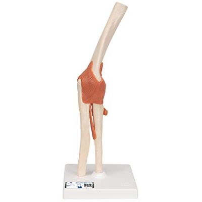 3B Scientific Menschliche Anatomie Luxus Ellenbogengelenk-Funktionsmodell + kostenlose Anatomie App 3B Smart Anatomy 3B Scientific Menschliche Anatomie Luxus Ellenbogengelenk-Funktionsmodell + kostenlose Anatomie App 3B Smart Anatomy
