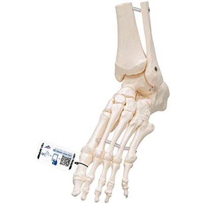 3B Scientific Loses Fuß- und Knöchelskelett-Modell + kostenlose Anatomie-Software 3B Smart Anatomy (evtl. nicht in deutscher Sprache) 3B Scientific Loses Fuß- und Knöchelskelett-Modell + kostenlose Anatomie-Software 3B Smart Anatomy (evtl. nicht in deutscher Sprache)