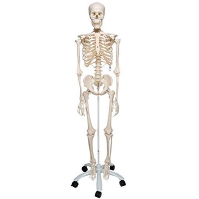 3B Scientific Menschliches Anatomie-Skelett – Lebensgroßes Modell mit abnehmbaren Gliedmaßen, detailliertem Schädel, Rollständer, Staubschutz und 3B Smart Anatomy App (5 Jahre Garantie) 3B Scientific Menschliches Anatomie-Skelett – Lebensgroßes Modell mit abnehmbaren Gliedmaßen, detailliertem Schädel, Rollständer, Staubschutz und 3B Smart Anatomy App (5 Jahre Garantie)