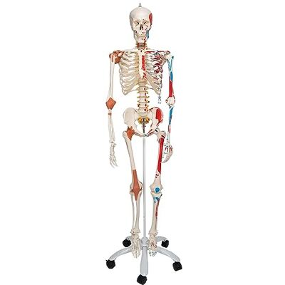 3B Scientific Menschliches Anatomie-Skelett – Lebensgroßes Modell mit abnehmbaren Gliedmaßen, detailliertem Schädel, Rollständer, Staubschutz und 3B Smart Anatomy App (5 Jahre Garantie) 3B Scientific Menschliches Anatomie-Skelett – Lebensgroßes Modell mit abnehmbaren Gliedmaßen, detailliertem Schädel, Rollständer, Staubschutz und 3B Smart Anatomy App (5 Jahre Garantie)