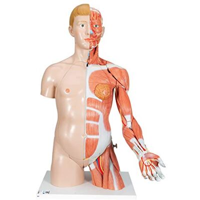 3B Scientific Deluxe-Torso-Modell, in Luxus-Ausführung, zweigeschlechtlich, mit Muskelarm, 33-teilig 3B Scientific Deluxe-Torso-Modell, in Luxus-Ausführung, zweigeschlechtlich, mit Muskelarm, 33-teilig