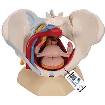 3B Scientific H20/4 Weibliches Becken mit Bändern, Gefäßen, Nerven, Beckenboden, Organen plus gratis Anatomie-Software 3B Smart Anatomy (evtl. nicht in deutscher Sprache) 3B Scientific H20/4 Weibliches Becken mit Bändern, Gefäßen, Nerven, Beckenboden, Organen plus gratis Anatomie-Software 3B Smart Anatomy (evtl. nicht in deutscher Sprache)