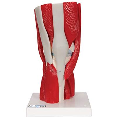 3B Scientific ® Menschliches Kniegelenkmodell – 12-teiliges lebensgroßes Anatomiemodell mit abnehmbaren Muskeln, Bändern & Knochenstrukturen + Smart Anatomy App (5 Jahre Garantie) 3B Scientific ® Menschliches Kniegelenkmodell – 12-teiliges lebensgroßes Anatomiemodell mit abnehmbaren Muskeln, Bändern & Knochenstrukturen + Smart Anatomy App (5 Jahre Garantie)