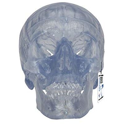 3B Scientific Menschliche Anatomie Transparentes Schädel Modell "Klassik", 3-teilig 3B Scientific Menschliche Anatomie Transparentes Schädel Modell "Klassik", 3-teilig