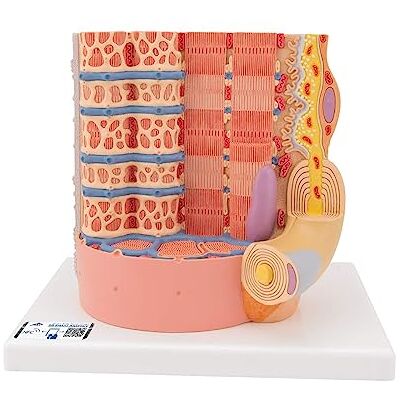 3B Scientific Menschliche Anatomie MICROanatomy™ Muskelfaser 10.000-fache Vergrößerung + kostenlose Anatomie App 3B Smart Anatomy 3B Scientific Menschliche Anatomie MICROanatomy™ Muskelfaser 10.000-fache Vergrößerung + kostenlose Anatomie App 3B Smart Anatomy