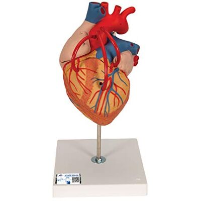 3B Scientific Menschliche Anatomie Herz mit Bypass, 2-fache Größe, 4-teilig + kostenlose Anatomie App 3B Smart Anatomy, G06 3B Scientific Menschliche Anatomie Herz mit Bypass, 2-fache Größe, 4-teilig + kostenlose Anatomie App 3B Smart Anatomy, G06