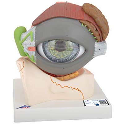 3B Scientific Auge, 5-fache Größe, 8-teilig + kostenlose Anatomie-Software 3B Smart Anatomy (evtl. nicht in deutscher Sprache) F12 3B Scientific Auge, 5-fache Größe, 8-teilig + kostenlose Anatomie-Software 3B Smart Anatomy (evtl. nicht in deutscher Sprache) F12