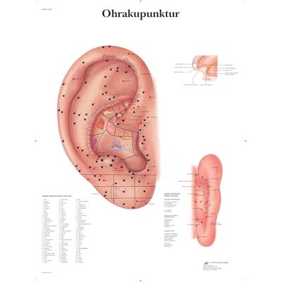 3B Scientific – Laminierte Ohr Akupunktur Tafel – UV- & Staubgeschütztes Poster für Studium, Lehre & Kliniken 3B Scientific – Laminierte Ohr Akupunktur Tafel – UV- & Staubgeschütztes Poster für Studium, Lehre & Kliniken