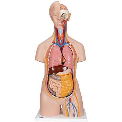 3B Scientific Menschliche Anatomie Geschlechtsloser Klassik Torso, 14-teilig + kostenlose Anatomie App 3B Smart Anatomy B13 3B Scientific Menschliche Anatomie Geschlechtsloser Klassik Torso, 14-teilig + kostenlose Anatomie App 3B Smart Anatomy B13