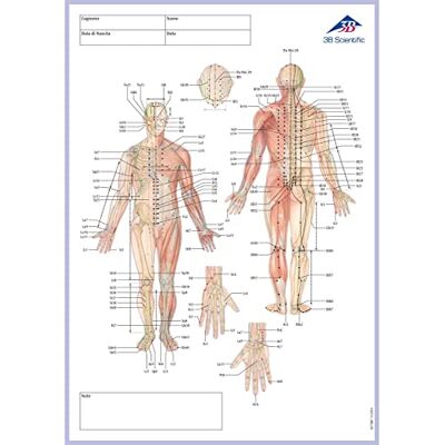 3B Scientific Akupunktur-Meridian-Notizblock, Italienisch, Maße: 30 cm x 21 cm 0,5 cm 3B Scientific Akupunktur-Meridian-Notizblock, Italienisch, Maße: 30 cm x 21 cm 0,5 cm