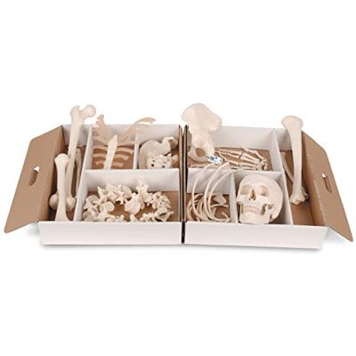 3B Scientific Menschliche Anatomie Halbes Skelett, unmontiert, Hand/Fuß lose auf Nylon gezogen + kostenlose Anatomie App 3B Smart Anatomy, A04/1 3B Scientific Menschliche Anatomie Halbes Skelett, unmontiert, Hand/Fuß lose auf Nylon gezogen + kostenlose Anatomie App 3B Smart Anatomy, A04/1