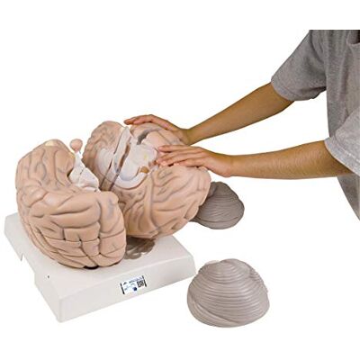 3B Scientific Menschliche Anatomie Mega-Gehirnmodell, 2,5-fache Größe, 14-teilig 3B Scientific Menschliche Anatomie Mega-Gehirnmodell, 2,5-fache Größe, 14-teilig