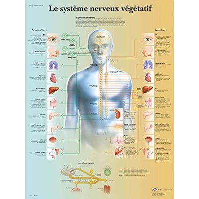 3B Scientific – Board, 1 3B Scientific – Board, 1
