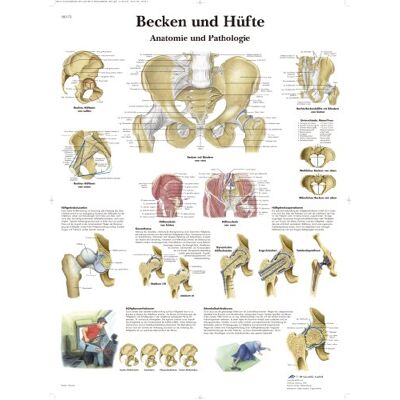 3B Scientific – Laminierte Becken & Hüfte Tafel – Anatomie & Pathologie – UV- & Staubgeschütztes Poster für Studium, Lehre & Kliniken 3B Scientific – Laminierte Becken & Hüfte Tafel – Anatomie & Pathologie – UV- & Staubgeschütztes Poster für Studium, Lehre & Kliniken