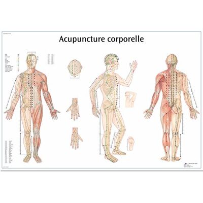 3B Scientific – Laminierte Akupunktur Körper Tafel – UV- & Staubgeschütztes Poster für Studium, Lehre & Kliniken 3B Scientific – Laminierte Akupunktur Körper Tafel – UV- & Staubgeschütztes Poster für Studium, Lehre & Kliniken