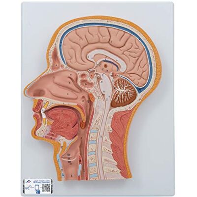 3B Scientific Menschliche Anatomie Medianschnitt des Kopfes + kostenlose Anatomie App 3B Smart Anatomy 3B Scientific Menschliche Anatomie Medianschnitt des Kopfes + kostenlose Anatomie App 3B Smart Anatomy