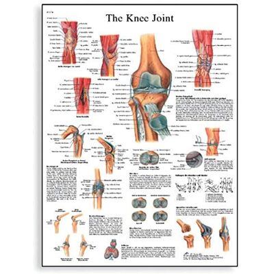 3B Scientific Human Anatomy VR1174UU Poster „Knee Joint“, Papierversion, englische Version 3B Scientific Human Anatomy VR1174UU Poster „Knee Joint“, Papierversion, englische Version