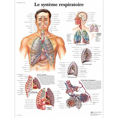 3B Scientific – Laminierte Menschliches Atmungssystem Tafel – UV- & Staubgeschütztes Anatomieposter für Studium, Lehre & Kliniken 3B Scientific – Laminierte Menschliches Atmungssystem Tafel – UV- & Staubgeschütztes Anatomieposter für Studium, Lehre & Kliniken