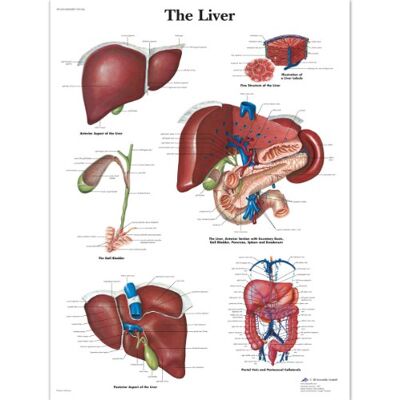 3B Scientific Human Anatomy – The Lever Diagramm, laminierte Version 3B Scientific Human Anatomy – The Lever Diagramm, laminierte Version