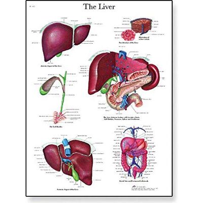 3B Scientific VR1425UU Menschliche Anatomie Leberdiagramm, Papierversion 3B Scientific VR1425UU Menschliche Anatomie Leberdiagramm, Papierversion