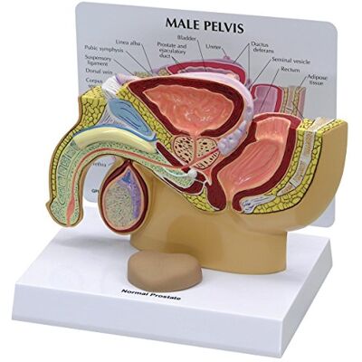 3B Scientific GPI Anatomicals 3550 Becken männlich Modell mit Prostata 3B Scientific GPI Anatomicals 3550 Becken männlich Modell mit Prostata