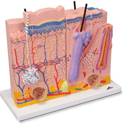 3B Scientific Menschliche Anatomie Hautmodell, 3-teilig + kostenlose Anatomie App 3B Smart Anatomy 3B Scientific Menschliche Anatomie Hautmodell, 3-teilig + kostenlose Anatomie App 3B Smart Anatomy
