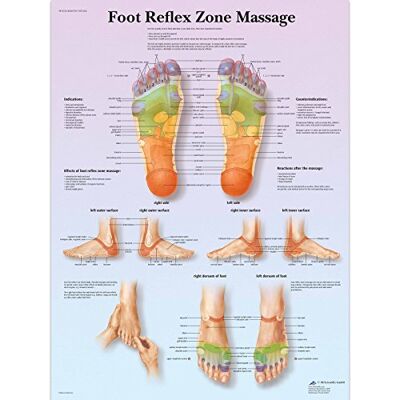 3B Scientific Menschliche Anatomie, Lehrtafel für Fußreflexzonenmassage, Papierversion 3B Scientific Menschliche Anatomie, Lehrtafel für Fußreflexzonenmassage, Papierversion