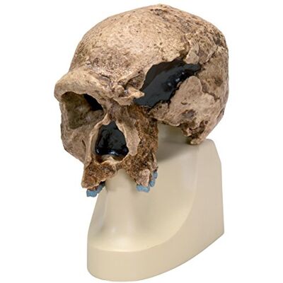 3B Scientific Schädelreplikat Homo steinheimnensis (Berkhemer, 1936) 3B Scientific Schädelreplikat Homo steinheimnensis (Berkhemer, 1936)