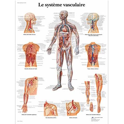 3B Scientific – Board 3B Scientific – Board