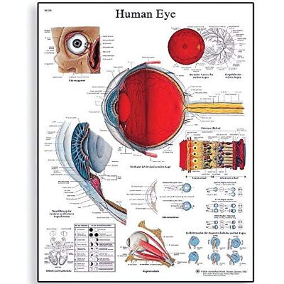 3B Scientific Echthaar Eye Chart 3B Scientific Echthaar Eye Chart