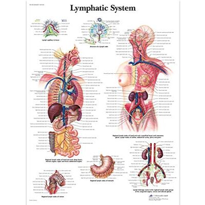 3B Scientific Human Anatomy Lymphsystem Diagramm Papierversion (in englischer Sprache) 3B Scientific Human Anatomy Lymphsystem Diagramm Papierversion (in englischer Sprache)