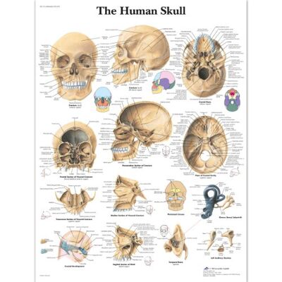 3B Scientific – Laminierte Menschlicher Schädel Tafel – UV- & Staubgeschütztes Anatomieposter für Studium, Lehre & Kliniken 3B Scientific – Laminierte Menschlicher Schädel Tafel – UV- & Staubgeschütztes Anatomieposter für Studium, Lehre & Kliniken