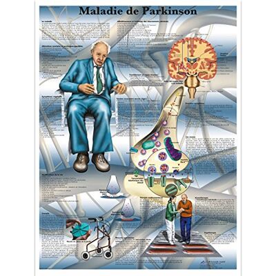 3B Scientific – Board, 1 3B Scientific – Board, 1