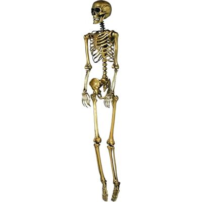 FIESTAS GUIRCA Skelett (90 cm) – Halloween-Dekoration für Partys und Feiern – ideal für gruselige Umgebungen und Totenkopf- und Skelett-Thematiken FIESTAS GUIRCA Skelett (90 cm) – Halloween-Dekoration für Partys und Feiern – ideal für gruselige Umgebungen und Totenkopf- und Skelett-Thematiken