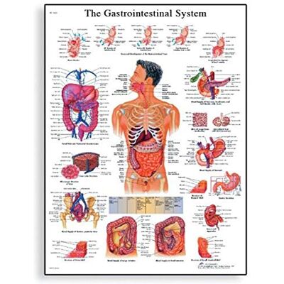 3B Scientific Lehrposter Das Verdauungssystem, laminiert (in englischer Sprache), unlaminated 3B Scientific Lehrposter Das Verdauungssystem, laminiert (in englischer Sprache), unlaminated