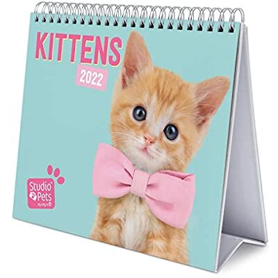 Grupo Erik Tischkalender 2022 Studio Pets Katze Kalender 2022 Tischkalender Tischplaner 2022 Planer 2022, CS22012, Hellblau Grupo Erik Tischkalender 2022 Studio Pets Katze Kalender 2022 Tischkalender Tischplaner 2022 Planer 2022, CS22012, Hellblau