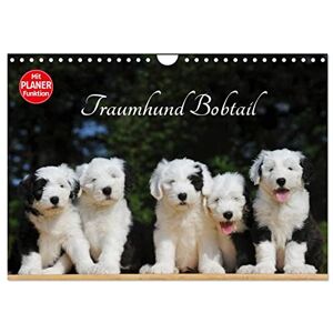 CALVENDO Traumhund Bobtail (Wandkalender 2026 DIN A4 quer), Monatskalender: Der Bobtail, der Old English Sheepdog, auf 13 bezaubernden Bildern ( Tiere) CALVENDO Traumhund Bobtail (Wandkalender 2026 DIN A4 quer), Monatskalender: Der Bobtail, der Old English Sheepdog, auf 13 bezaubernden Bildern ( Tiere)